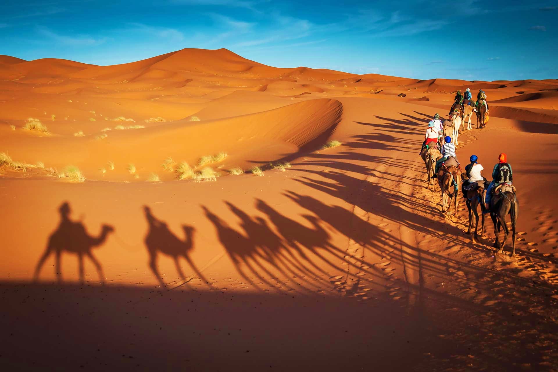 Kuwait Visa Camel caravan trekking across golden sand dunes in the Sahara desert with tourists riding camels and their shadows cast on th
